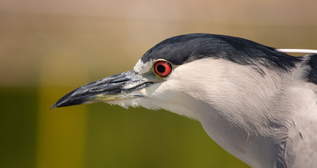 portrait of a heron