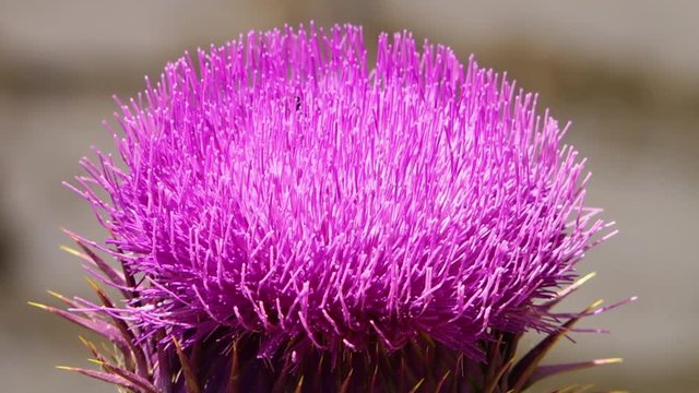 Extreme close up of the head of a Syrian thistle with visiting bees in Iran.