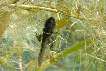 Têtards de Crapaud commun