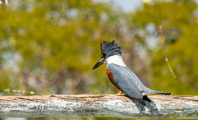 bird on a branch