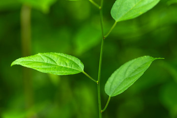 Closeup of nature leaves green blur. In the spring Under the morning light. Use as background and wallpapers.