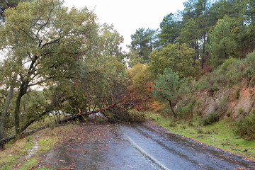 Fototapeta na wymiar Empty wet road with a falled tree