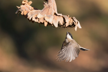 Cincia bigia in volo sotto un fiore di girasole (Poecile palustris)