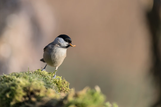 Ritratto di una cincia bigia che mangia un verme (Poecile palustris)