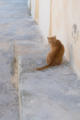 Ginger Street Cat, Valetta, Malta