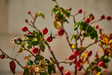 dog rose, rosa canina, fruit