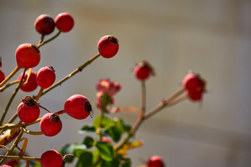 dog rose, rosa canina, fruit