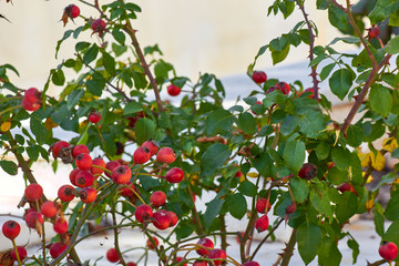 dog rose, rosa canina, fruit