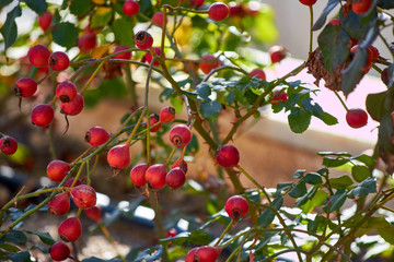 dog rose, rosa canina, fruit