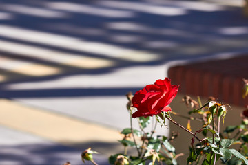 Red rose nature