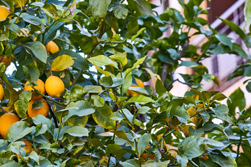 Yellow lemons on the tree