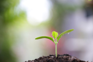 Young green plant growing