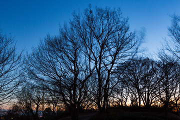 Fototapeta premium 冬の夕方