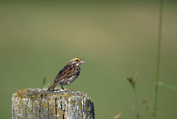 Savannah Sparrow