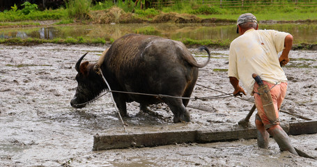  farmer in a rice field with Buffalo, philippines - 242301290