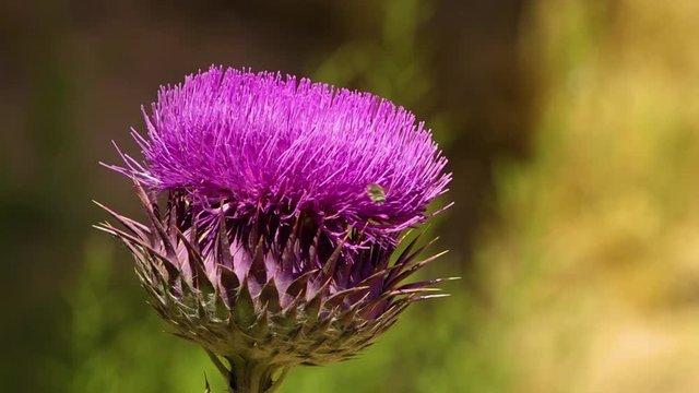 Close up of a flowerhead of a Notobasis Syriaca with bees in Iran