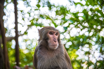 Monkey in the forest