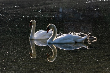 Swans & Young