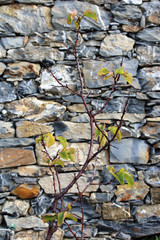 Alberello con foglie ingiallite e sfondo pietra