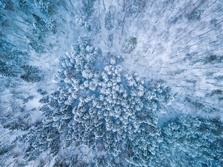 Background texture of a frozen forest at winter, aerial shot