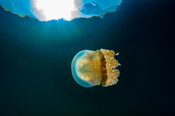 Jellyfish Lake Palau