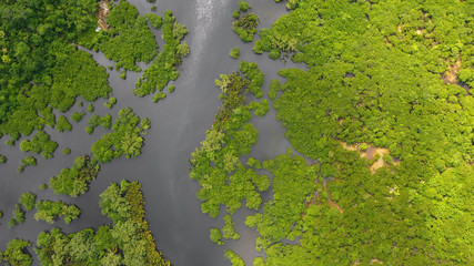 mangrove in aerial view, philippines