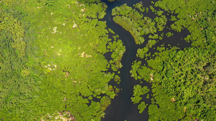 mangrove in aerial view, philippines