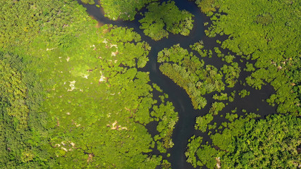 mangrove in aerial view, philippines