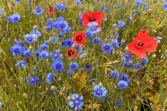 Field Of Poppies and cornflowers In Summer Countryside, Germany
