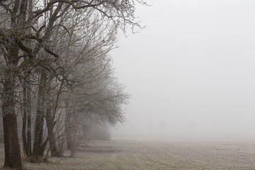 Obraz na płótnie Canvas Foggy field with frost covered trees on the left margin and copy space on the right