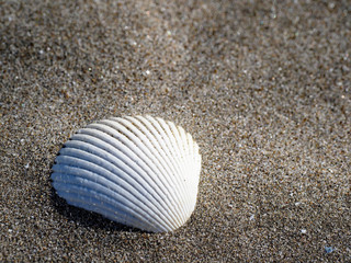 砂浜で見つけた貝殻 千葉県 九十九里浜