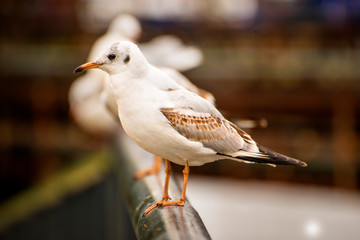 Black headed gull, closeup