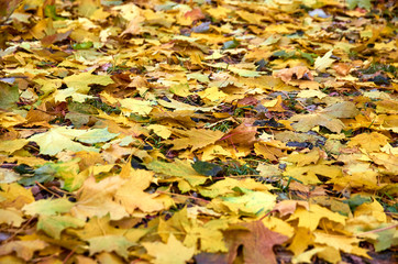 Carpet of autumn leaves