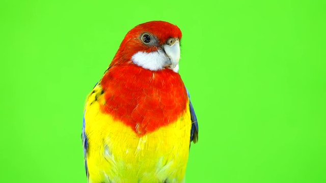 portrait rosella parrot isolated on green screen
