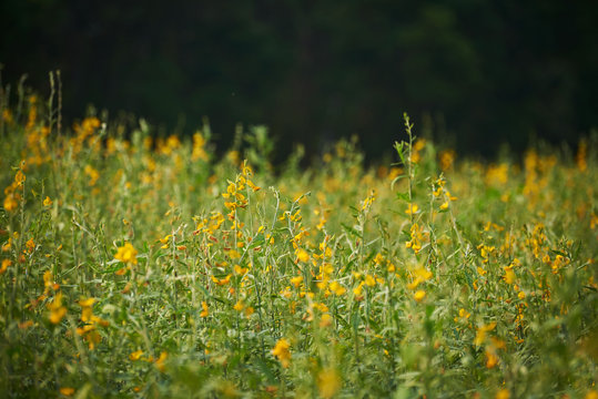 Background of yellow sunn hemp filed