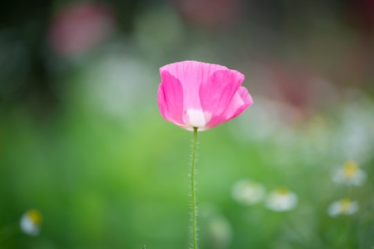Beautiful opium poppy