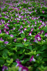 Field flowers in garden for background