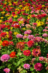 Close up multicolored flowers background in garden