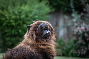 Black Chow Dog