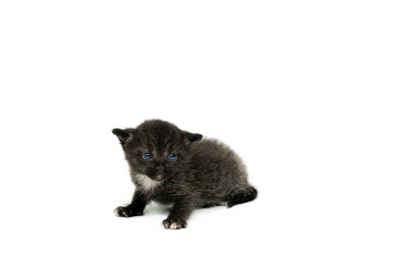 cute  baby newborn black cat isolated on white background.