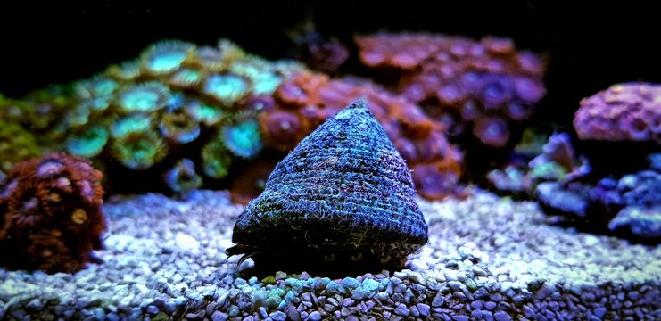 Trochus Saltwater snail reef tank