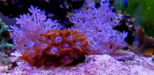 Colorful zoanthus polyp aquacultured in reef aquarium