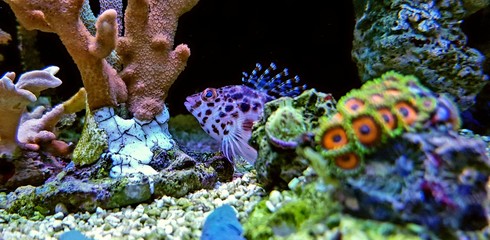 Pixy spotted Hawkfish in reef tank
