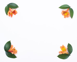 Fototapeta na wymiar frame of orange hibiscus flowers and green petals for decoration, white background