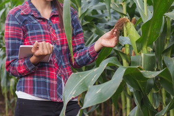 Agronomist examining plant in corn field, Female researchers are examining and taking notes in the corn seed field.