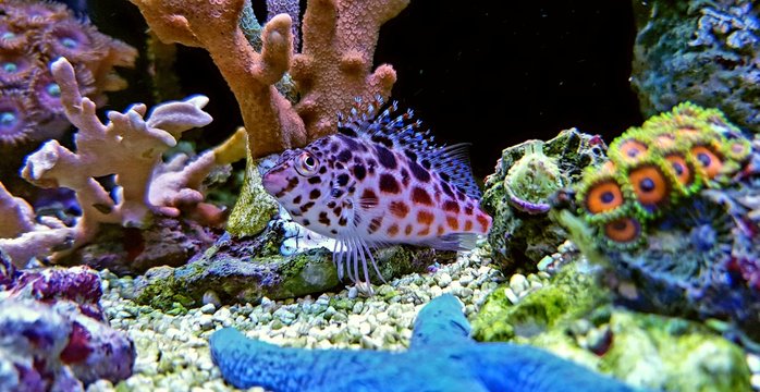 Pixy spotted Hawkfish in reef tank