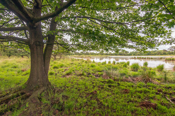 Large tree with thick roots in the foreground of a swampy landscape