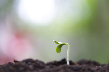 Small young green sapling growing plants