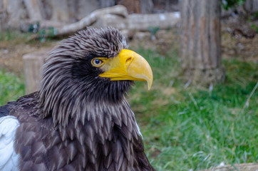 Portrait of an eagle - a big white-winged eagle. Steller's sea eagle