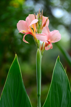 Close up of pink canna Lily flower  on trunk blur background